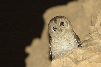 Desert Tawny Owl in Eilat mountains