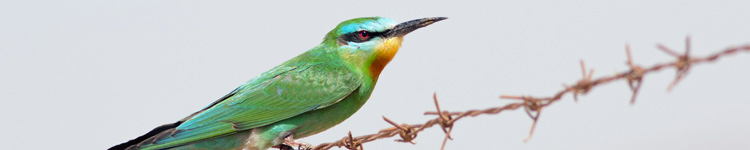 Blue cheeked bee eater